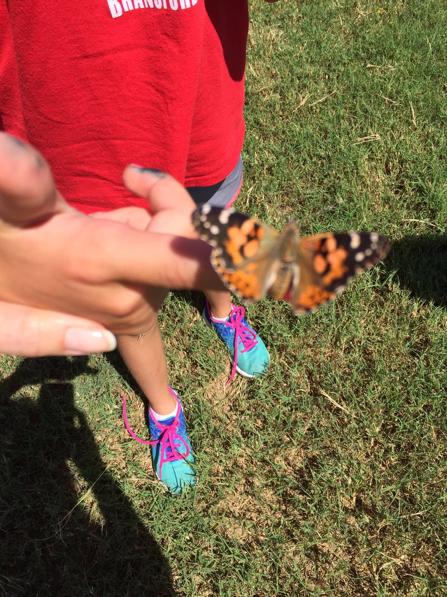 BESChapman1's tweet photo. Butterfly release today! @BESTexans #gcisdscience #scienceisalive @BESKaufmann @BESEccleston https://t.co/kTLIPJYVrl