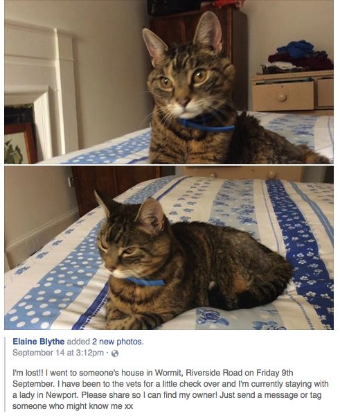 Haaay evaboddy! Dis anipal is lost!  :-(   Can maybe you guys share dis an see if any UK tweeps can help?
#wlf