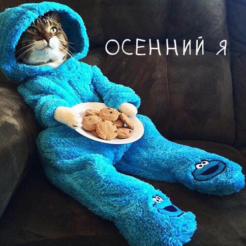 whtcrtl's tweet photo. Это точно я этой осенью. Точнее до 1 декабря. #жду #ru_ff https://t.co/lWXwdixLJj
