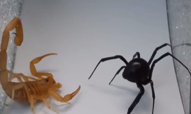 ecuavisa's tweet photo. #VIDEO La increíble pelea entre un escorpión y una viuda negra. ¿Quién gana? https://t.co/hw8udgX2Jk https://t.co/hBk12Wx6Nu