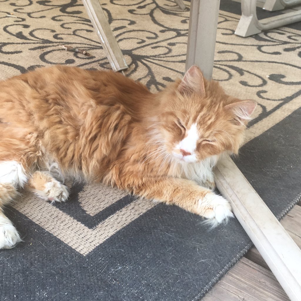 nataliexespo's tweet photo. RIP to my bff, Pumpkin. I'm going to miss you so so much. Say hi to ur brother for me, I love you 💘💘 https://t.co/DvVQYTcv93