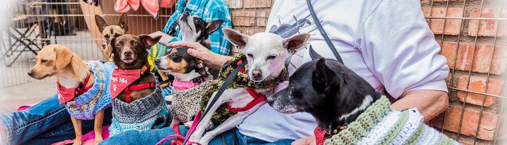 TBCCarlsbad's tweet photo. We're teaming up with Forgotten Paws on October 1 to find loving homes for a few fun #Dogs! https://t.co/FKjO0Lr1AO https://t.co/fkNlhANn7V