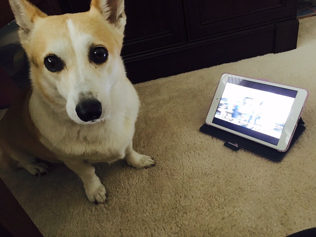 NoxTalks's tweet image. .@susypow Rosie is helping me root for a @qcrg come back! #talk2wftda #dogsofwoofta #dogsofwftda