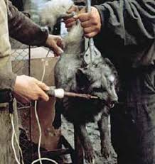 #AnimalCruelty at its worst.  Death via anal electrocution. Time to put an end to #FurFarms
#OpNo2Fur