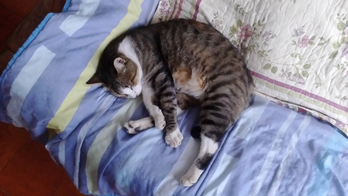 modetrex's tweet image. We'll never be this relaxed 🐈 #cats