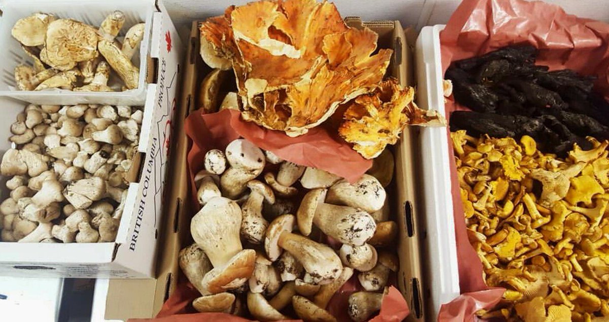 Locally foraged pine mushrooms, studded puff balls, chicken of the wood, porcini, chanterelle &amp; violet chanterelle.