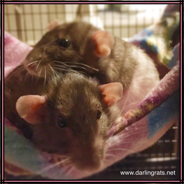 DarlingRats's tweet photo. Olive and Mocha are only with us for a few more days. We're going to miss them! #darlingrats #ratsitting https://t.co/FT7LKYhJZ1