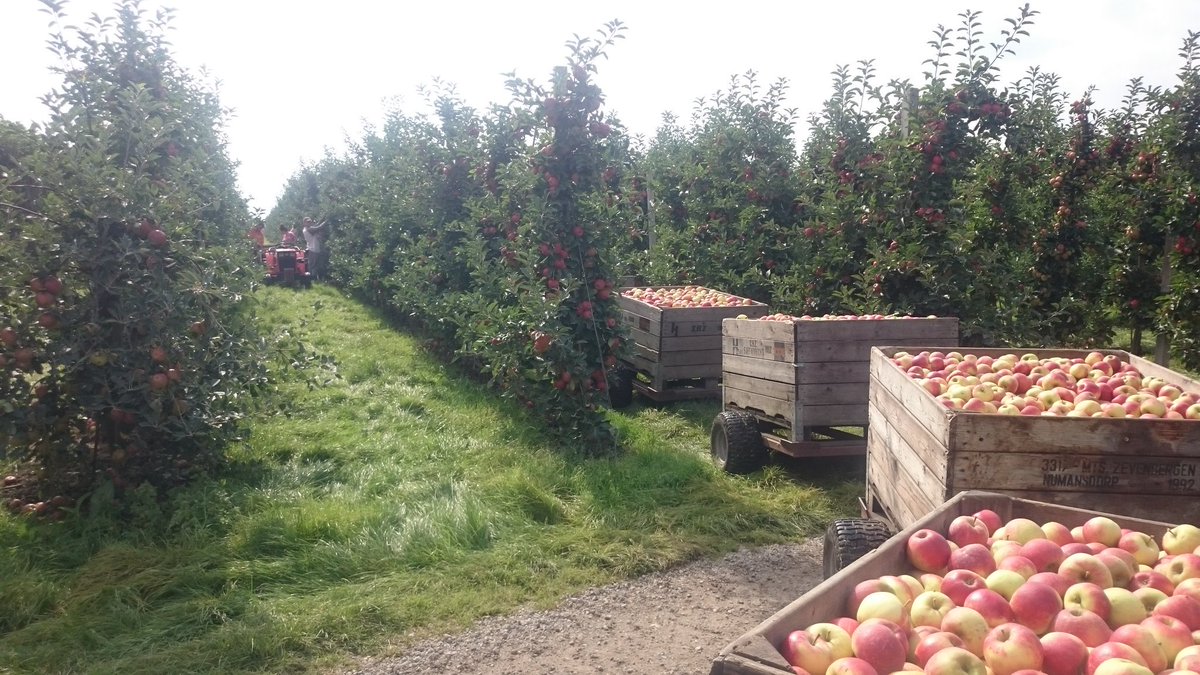 Een dagje Elstar geplukt. Vast aan de kleur kunnen wennen. Maandag Sweet Sensation plukken.