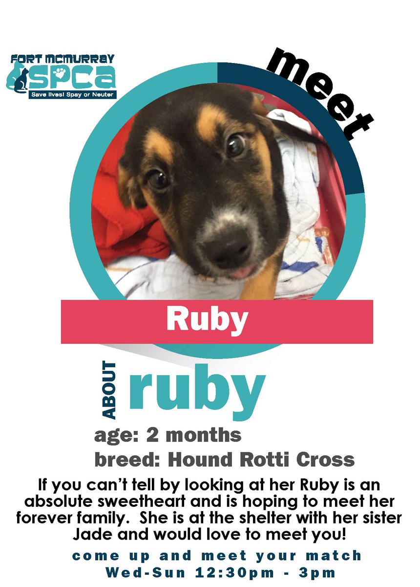 FMSPCA's tweet photo. Ruby's face pretty much tells you everything you need to know about her #ymm - a real sweetheart! #adopt #lilruby https://t.co/F7ZVVepXbe