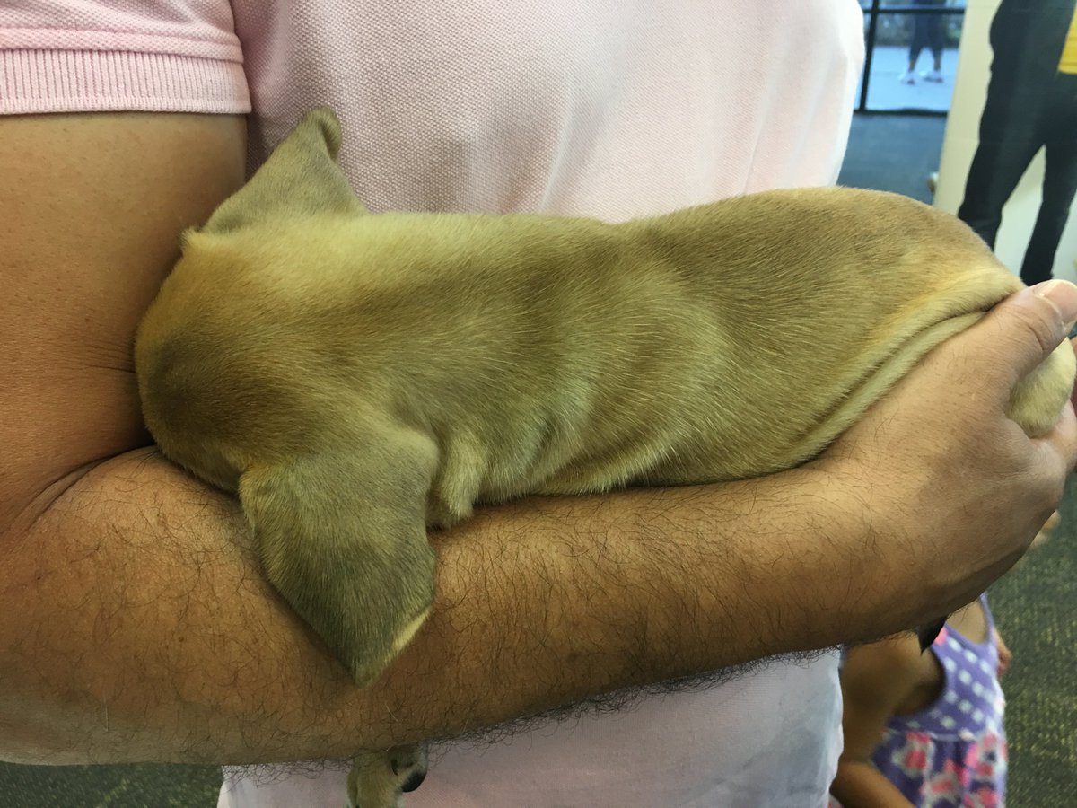 sprintattheloop's tweet photo. It's been a loooong day for everyone!
#iPhoneLaunch7
#TotallyWorthIt https://t.co/gvBQPG6EbG