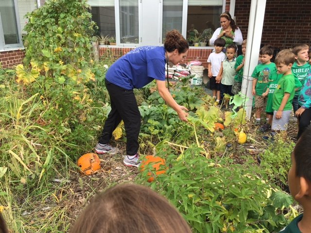 DanielsRunES's tweet image. Kindergarten scientists explore the Daniels Run vegetable garden pumpkin patch! #spaceforlearning