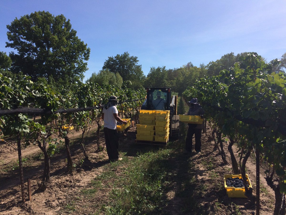 Glen_Elgin's tweet photo. Finished up the last of the famous #Lowrey #5rows Pinot Noir this afternoon. Headed to premium producers! https://t.co/kwjYShrLQb