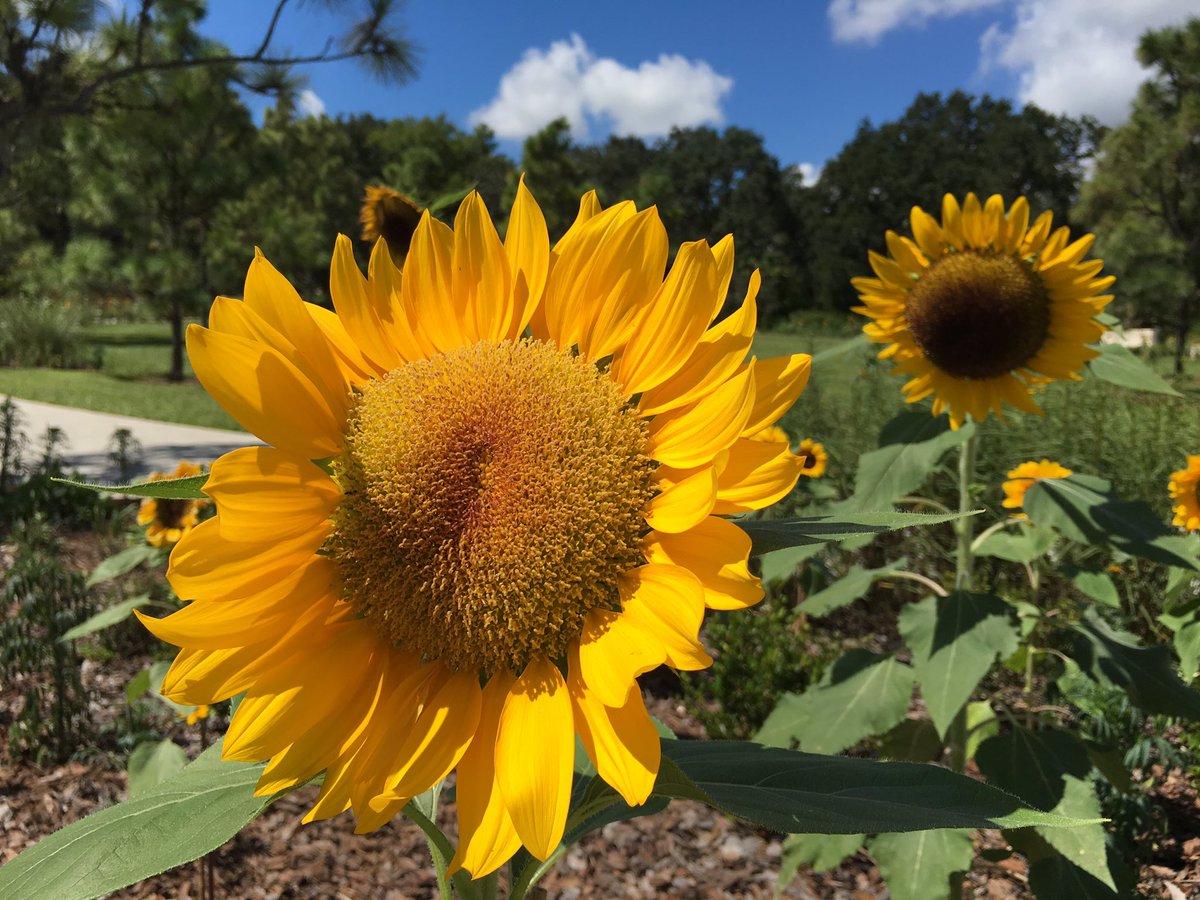 KimberlyButton's tweet photo. It's a bright, bright, bright, bright sunshiny day! 🎤🌻🌻🌻 #hellotohollow @BokTower https://t.co/cx1A1BpK1C