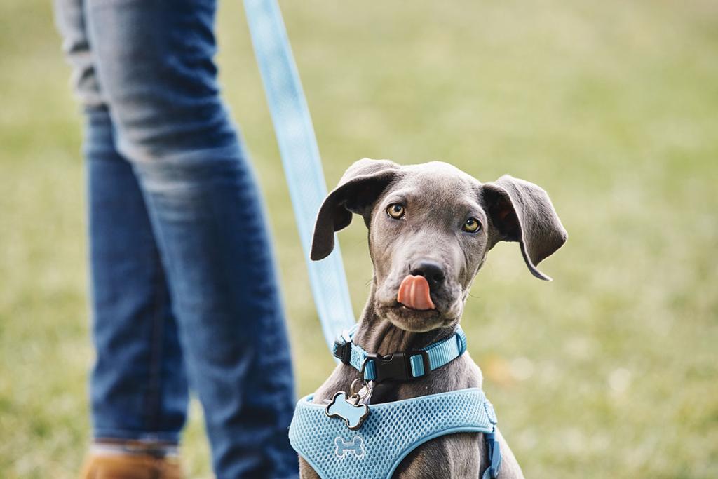 PetSmart tweet media