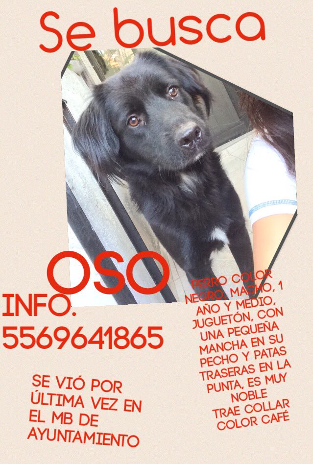 lupis_agrd's tweet photo. @Perrosenlacalle PORFAVOR RT en @DTlalpan se perdió ayer en la mañana, no sabe andar en la calle 😭😭 https://t.co/oAXZu0mMmg
