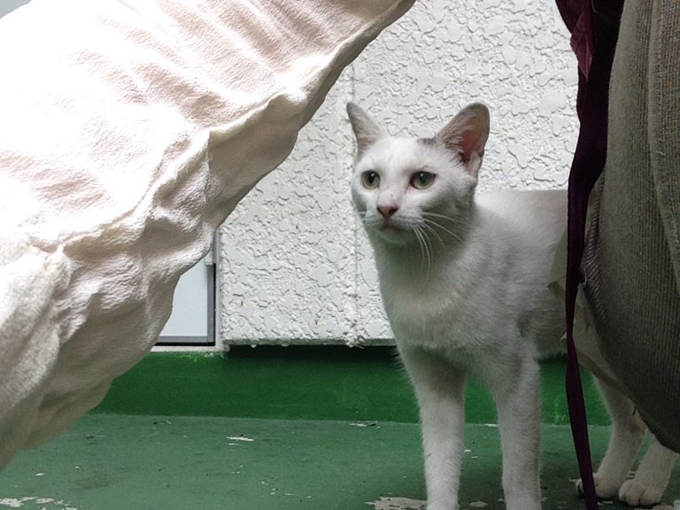 sosdogcat's tweet photo. 家族になって下さい。白猫でとっても懐っこく可愛いです。いつも走ってゴロゴロします。 https://t.co/0Nt9LU7oYB