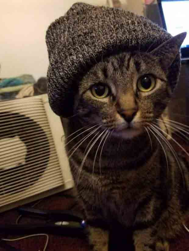 PewPaw tweet media
