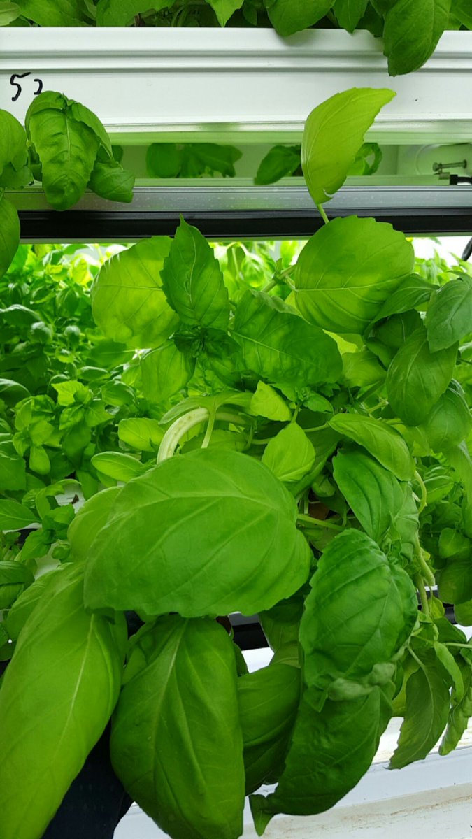 HomeGrown_Farms's tweet photo. Harvesting! Stay tuned for our events this weekend... #LeafyGreens #hydroponic #sustainable #GrowLocalEatLocal #HGF https://t.co/3pUCG0ksee