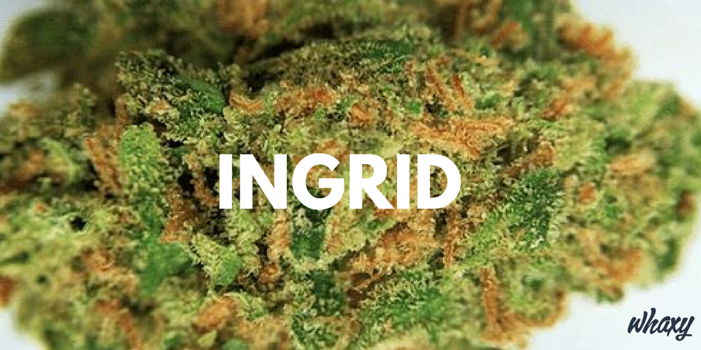 ThinkTankExile's tweet photo. Ingrid Flowers Smell Like Roasted Nuts + Skunk with Earthy and Herbal Undertones https://t.co/FNbkWP2wAh https://t.co/CuAmHzpiJz