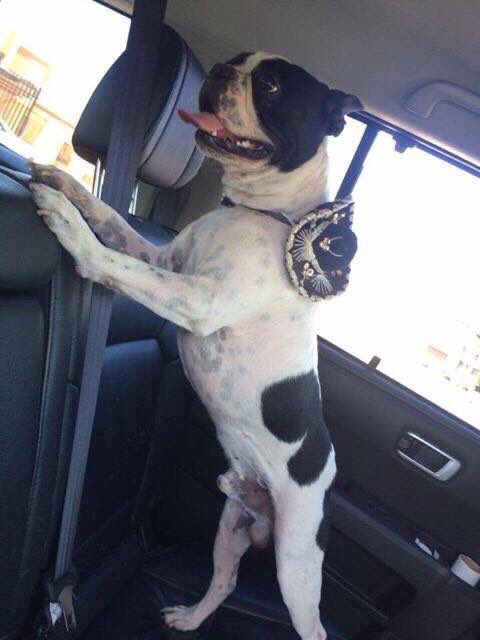 Veronica91CM's tweet photo. Tobias El Mexicano 🐄🎉🇲🇽 #16DeSeptiembre #IndependenciaDeMexico #VivaMexico #bostonterrier https://t.co/HqOSPYMhEu