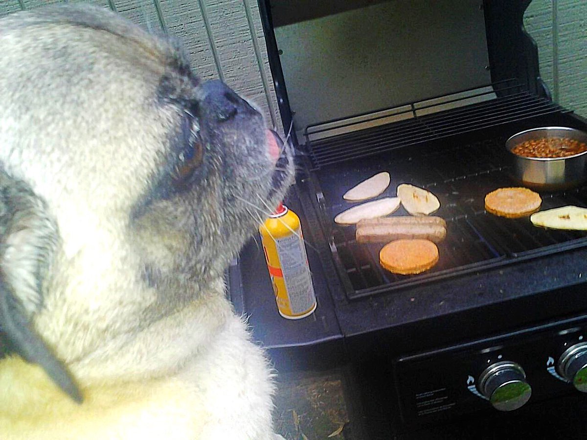 Eastcoast5150's tweet photo. Mommie and I had a BarBQue all #vegetarian I did da cookin.. And da taste testing.. And da clean up #PugsTakeNYC 👌🏽 https://t.co/cB6jUfx1WA