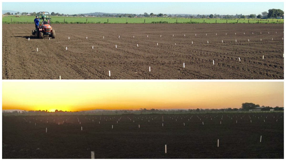 BarenbrugAUS's tweet photo. A future variety in the making! A SARDI Lucerne breeding trial paddock being pegged out at Singleton, NSW https://t.co/plICrROaIc