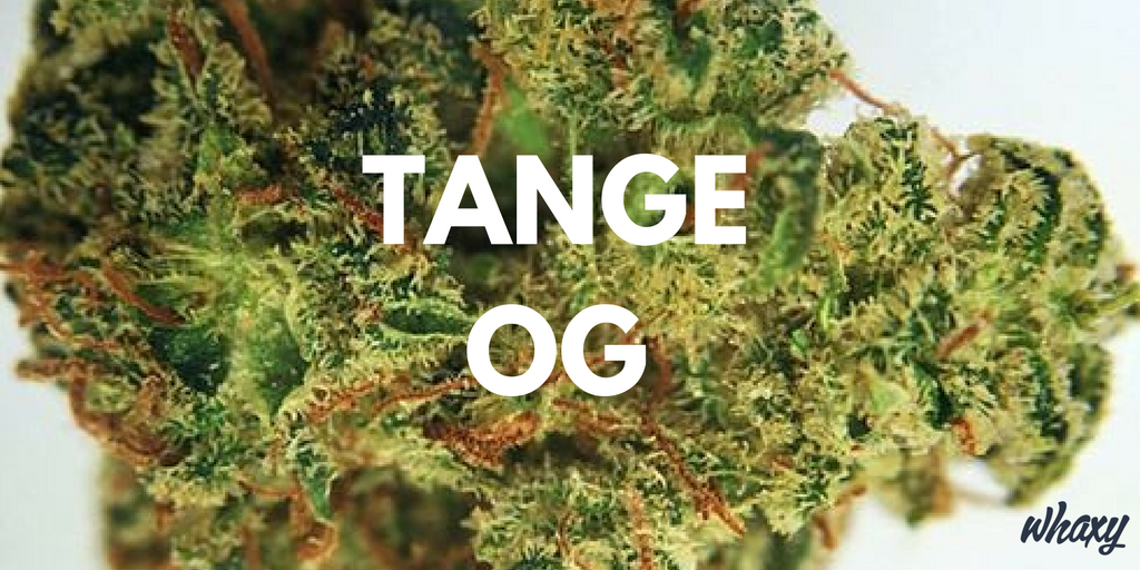 ThinkTankExile's tweet photo. Flowers That Smell Like Fresh Citrus Fruit. Smooth Smoke with Light &amp; Bright Citrus Taste  https://t.co/GWjEpEdGBt https://t.co/mtzC7lV4AS