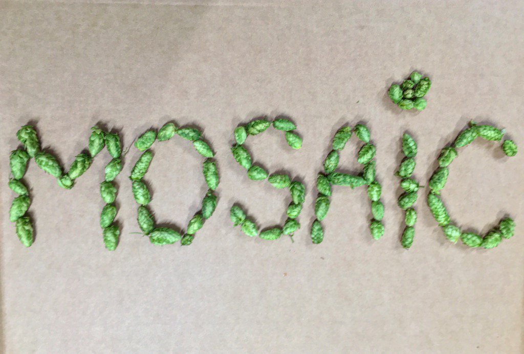 Our fresh Mosaic hops arrived today for the Field to Ferment MOSAIC variety--1200 pounds are in the kettle!