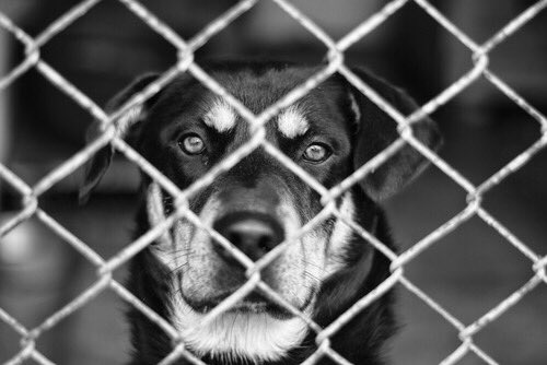 動物愛護 殺処分0に一票 Hzwz6 Twitter