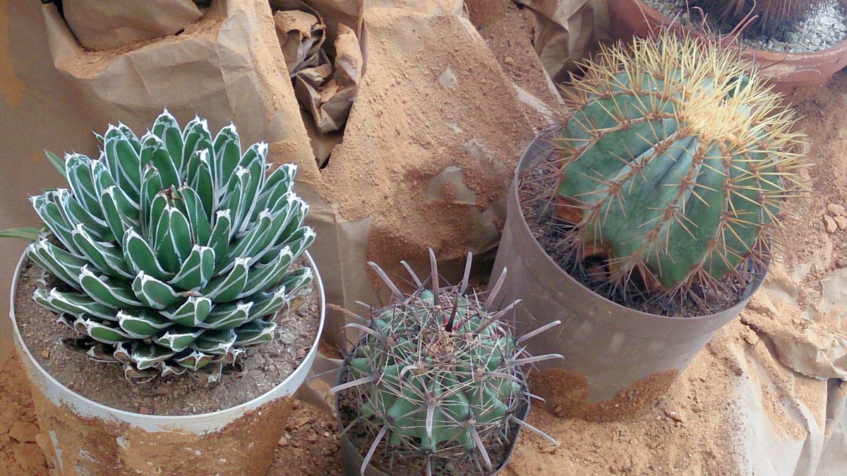 Funcor_Orquidea's tweet photo. Ven a ver los curiosos cactus 🌵 @CCulturalBOD #17y18sept de #9a7 @EME_demujer @hoyquehay @Estampas @BODoficial @hola https://t.co/3hn57gGSzZ