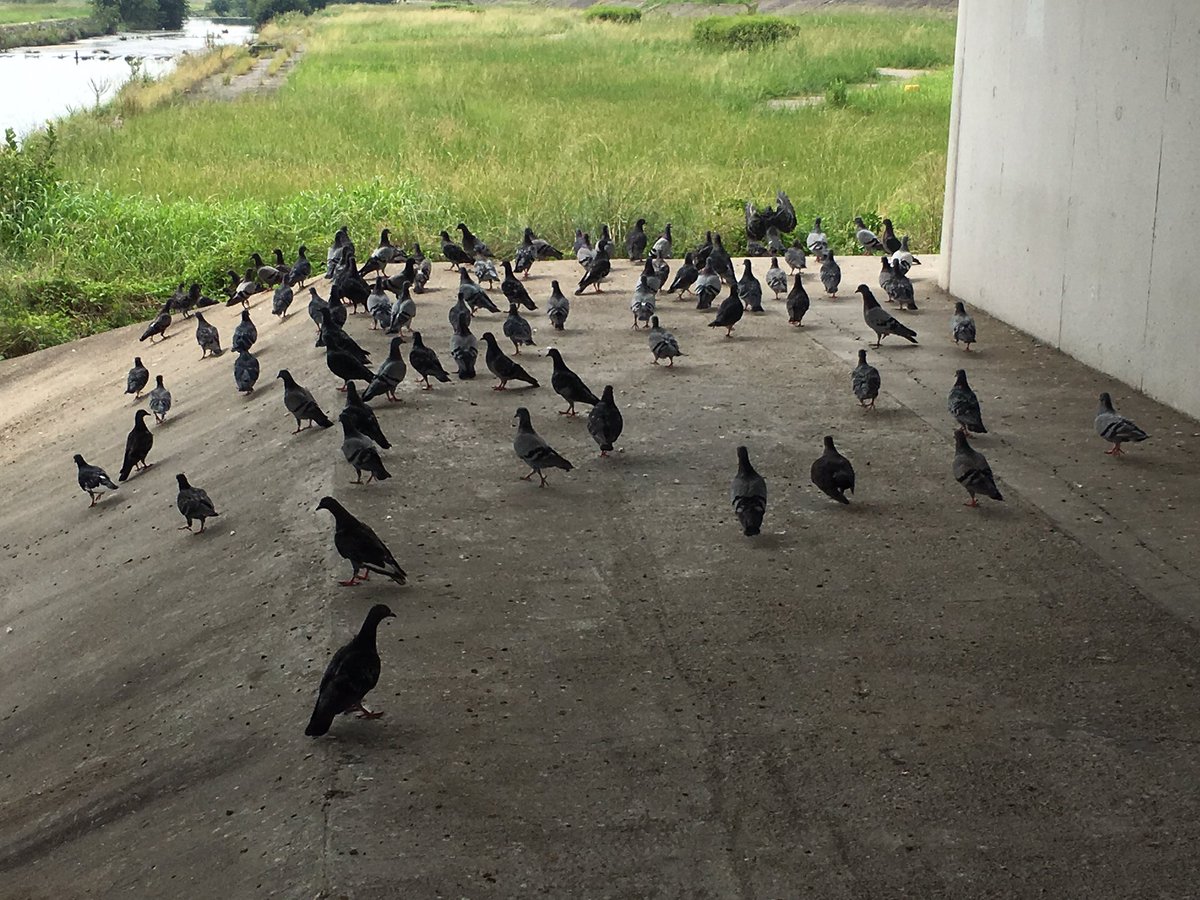 RLC_rosso's tweet photo. いつもの練習場所に鳩大量発生中⚠️

P.S. 走って近づいてみたらすごかった

望 https://t.co/JVpLUDnpq6