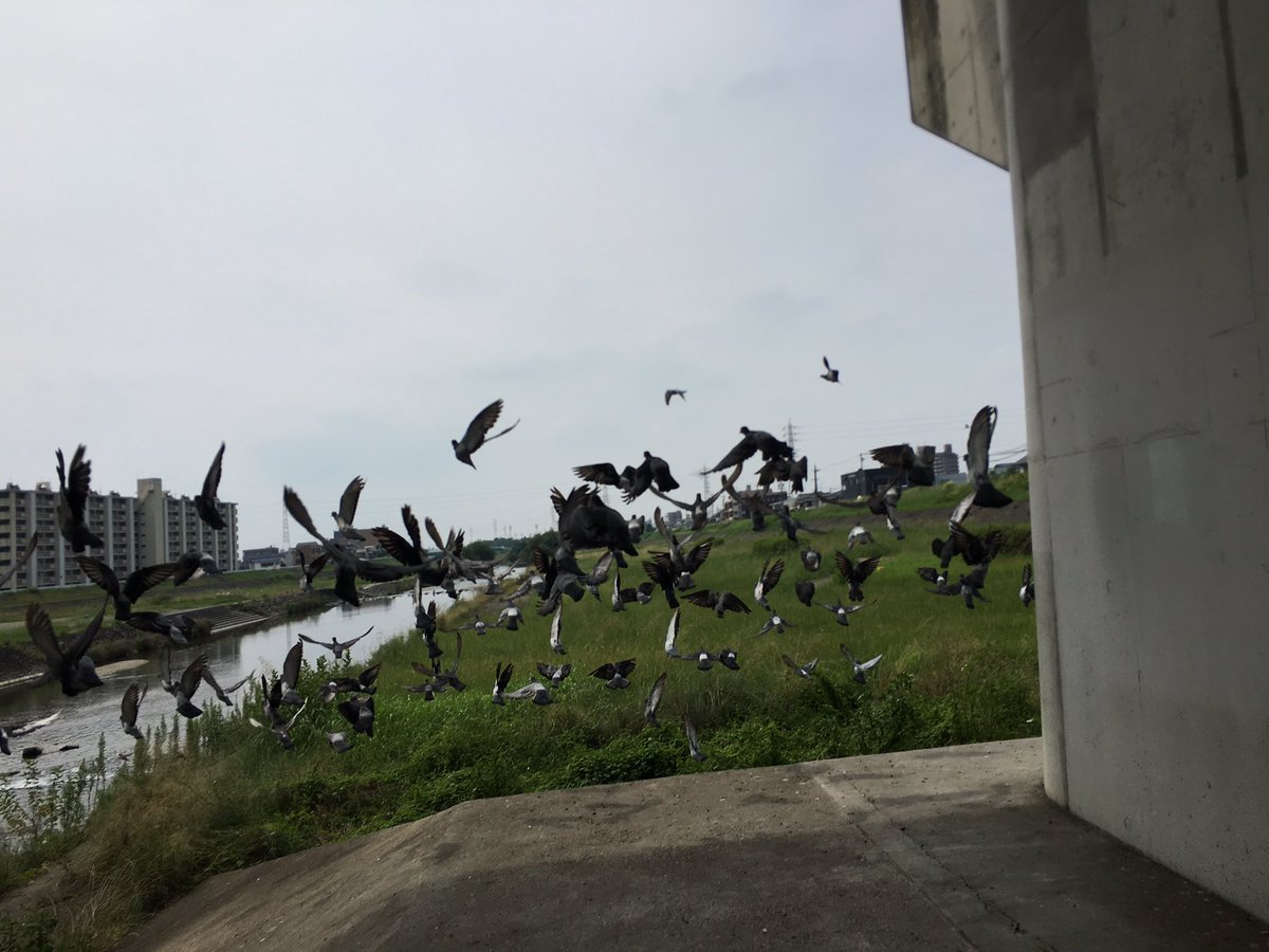 RLC_rosso's tweet photo. いつもの練習場所に鳩大量発生中⚠️

P.S. 走って近づいてみたらすごかった

望 https://t.co/JVpLUDnpq6
