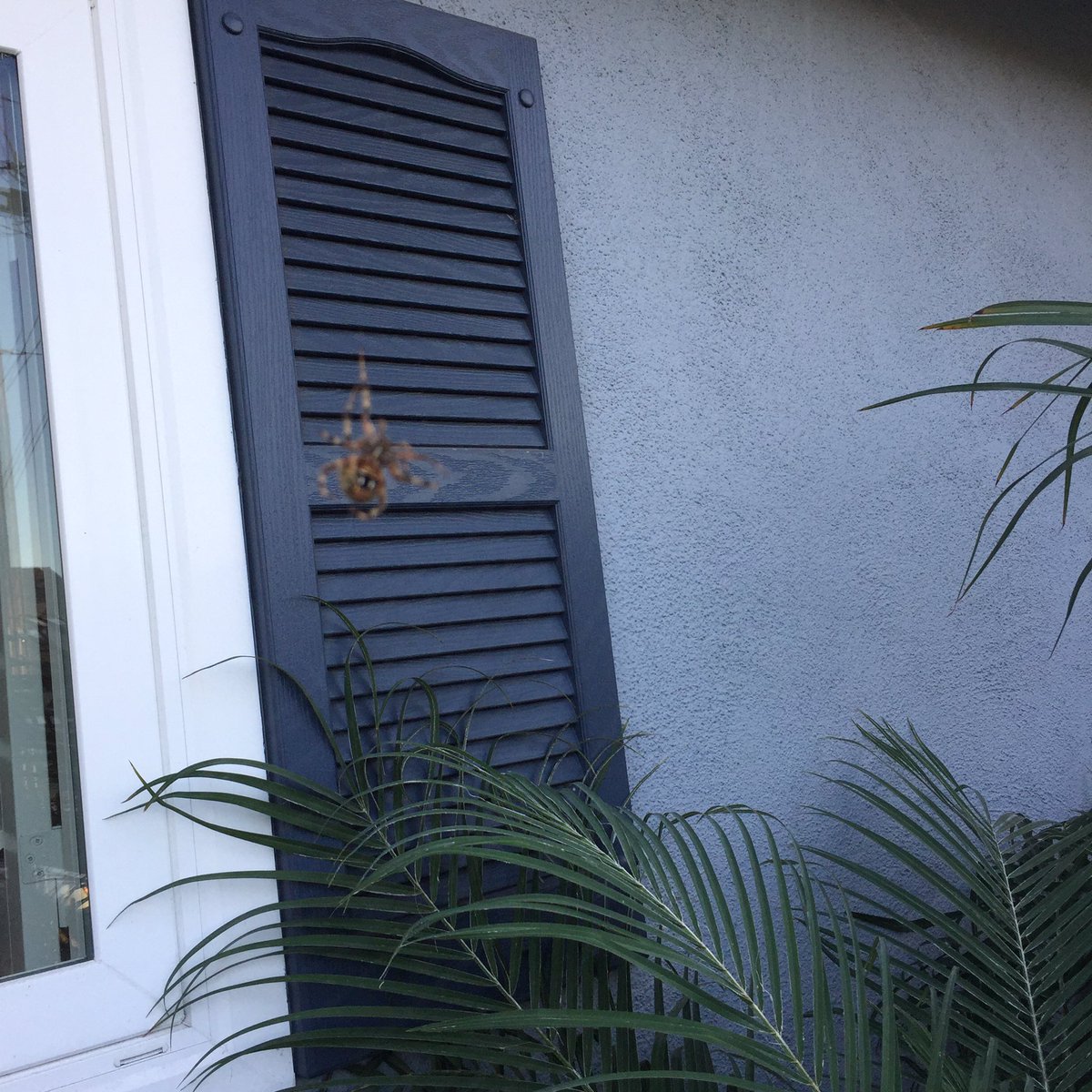 swithyco's tweet photo. @Terminix thanks for my pest service today! This 'little' guy didn't seem to mind your visit. #fail #cancel #spider https://t.co/EknlpgSNXl