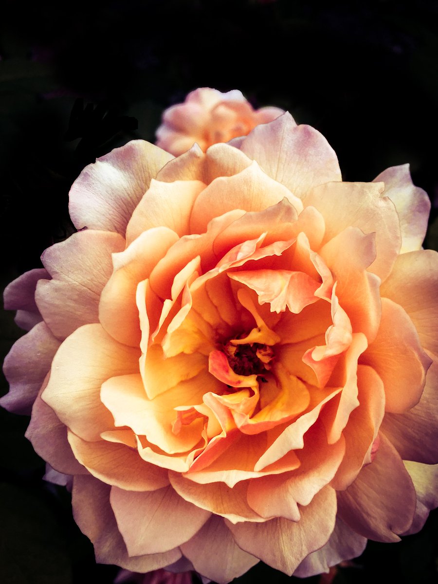 Andinerd's tweet image. Season change to the life of a rose -  andreasschindler.com/blog/2016/09/1…