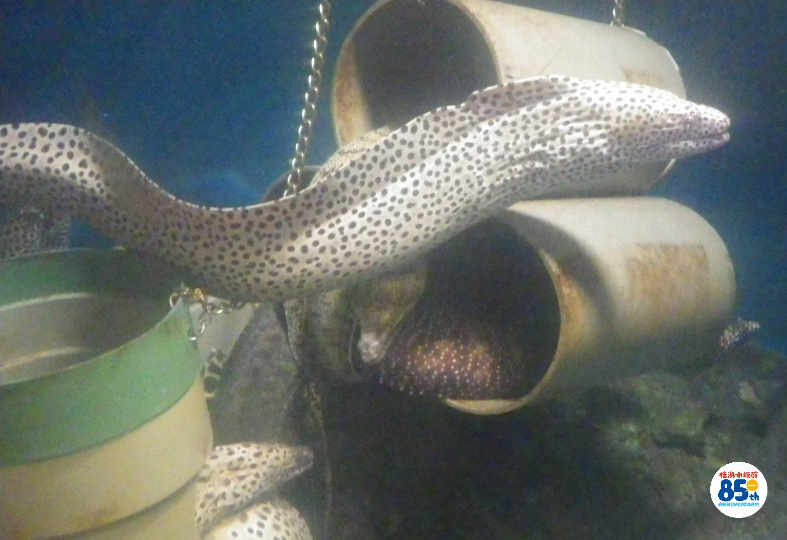 桂浜水族館 公式 海のギャングと呼ばれているウツボ って実は臆病者なんですよ O 高知ではウツボのから揚げがよく食べられています ちなみに昨日食べました お店のね 桂浜水族館 ウツボ 平和主義者 T Co Pzeko3zggq