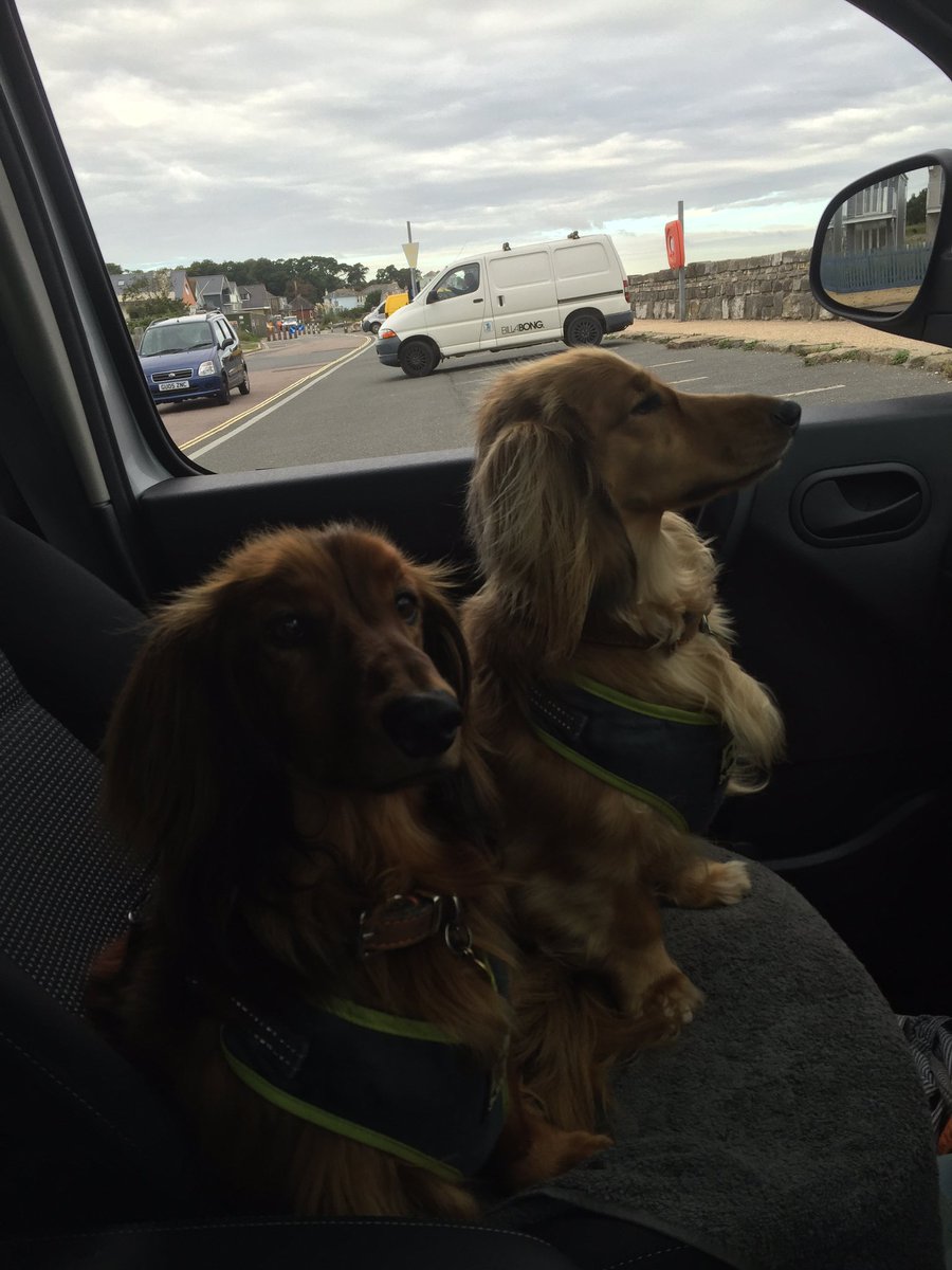 HanCharlG's tweet image. Got my little #supportcrew with me today for the @UCTForg #IOW around the island cycle #whitevandogs