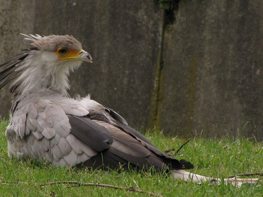 Noga messier (@kdx17) on Twitter photo 