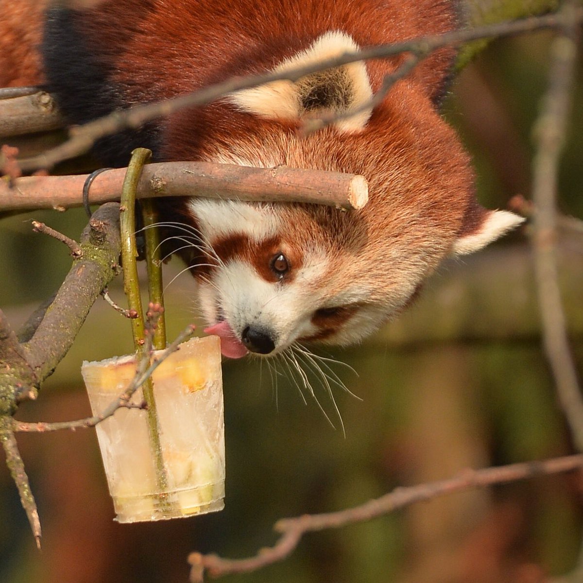 chesterzoo's tweet photo. Does anyone else wish it could be International Red Panda Day every day?! https://t.co/2yfE8Jjfc0