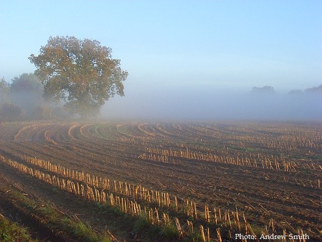 #OTD 1819 Keats writes to Reynolds : "How beautiful the season is now--How fine the air. A temperate sharpness about it...I never lik'd stubble fields so much as now. Aye better than the chilly green of the Spring" 1/2