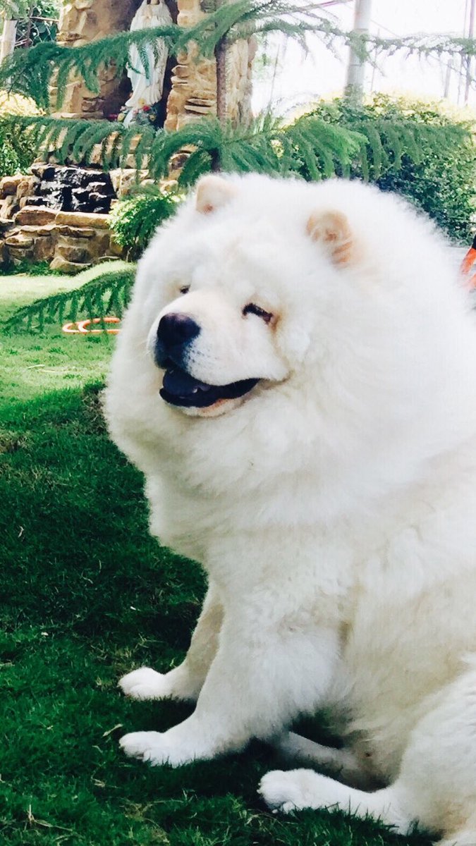 UncleSocks's tweet photo. froyo the cutest chow evah!!!! #chowchow #chowbot #doggo #doge https://t.co/ry2ROHHBJC