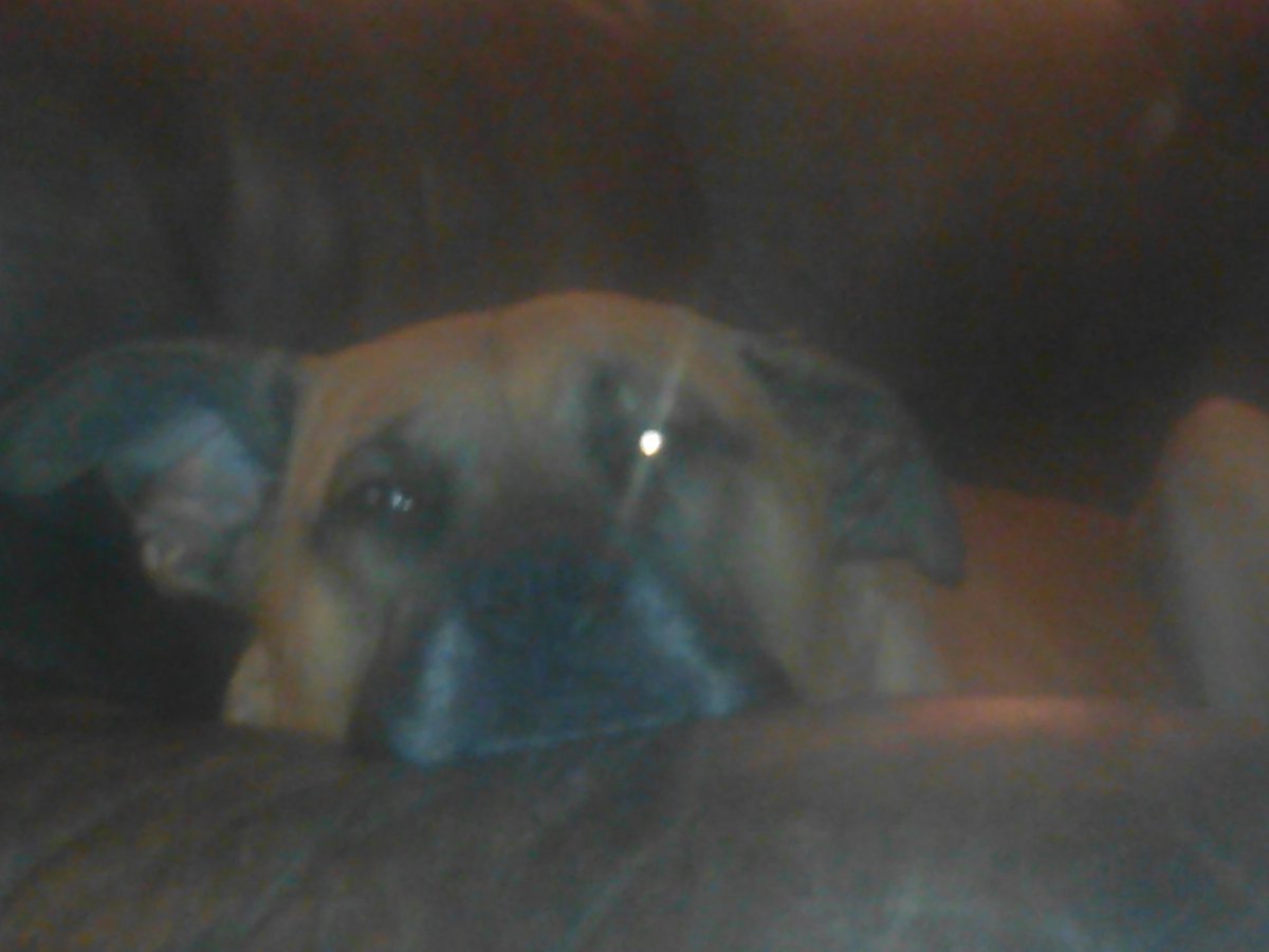 bedbugcartoon's tweet photo. Buddy enjoying the #harvestmoon #dog #mastiff #boxer possibly part  #pygmyhippo %100 #lovemachine https://t.co/xu7bxnT9cU