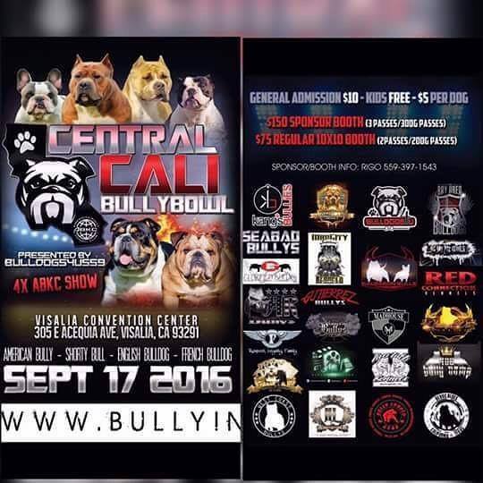 Americanbullyhq's tweet photo. #abkc #bullyshow #bullybreed #americanbully #englishbulldog #frenchbulldog #shortybull #bullylove #dogs #dog #puppyโฆ https://t.co/7VxigGpaZd