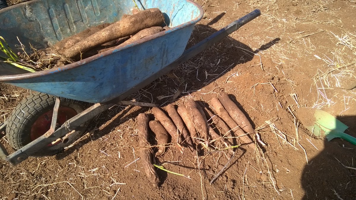 FManaLatu's tweet image. Done &amp;amp; Dusted. #Toutuu #CommunalFarming #Tonga. Blessed sabbath #TaliuiSepitema @RaelynnLatu #FWC