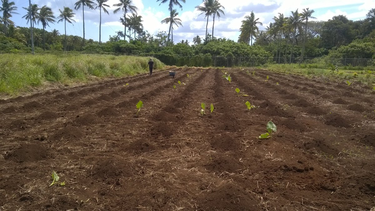 FManaLatu's tweet image. Done &amp;amp; Dusted. #Toutuu #CommunalFarming #Tonga. Blessed sabbath #TaliuiSepitema @RaelynnLatu #FWC