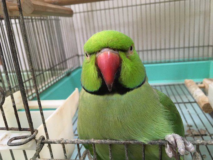 Popular Tweets Of 柴犬りょう 8 تحليلات تويتر الرسومية الخاصة بهوتويت Whotwi
