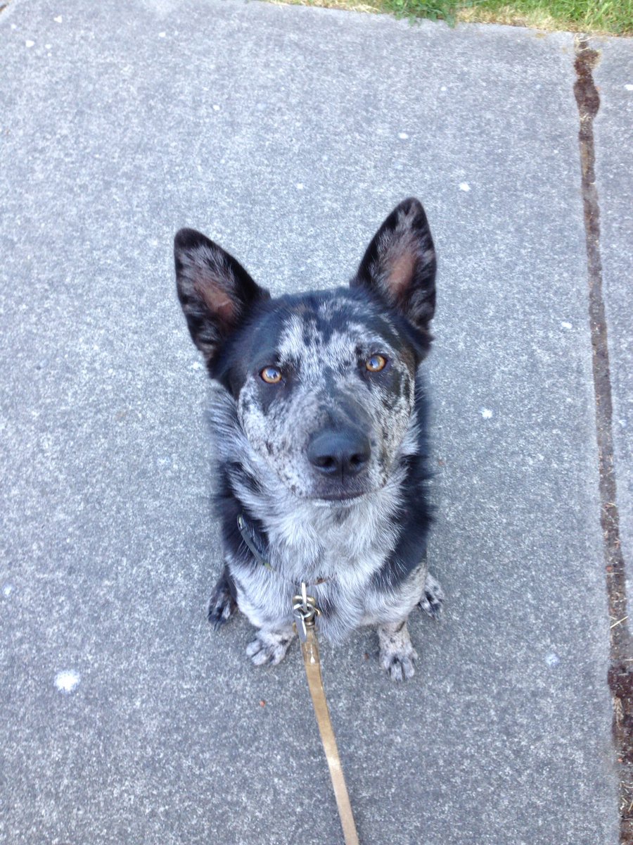 #5k tomorrow! Karma is the best #running buddy. Wish us luck🌟 #trailrunning #awesome