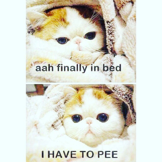 Isasouza_chef's tweet photo. Seriously???😯💤 #lifeisaboutmoments #ihavetopee #fridaynight #iam #some #cutecats #solikeme #happening #goodnight https://t.co/6JkDkz4vuH