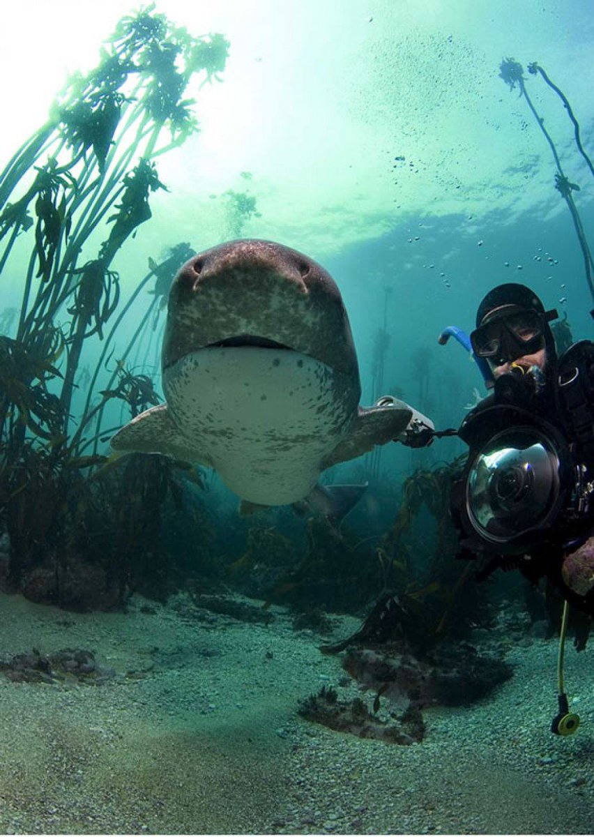 ITBlueScuba's tweet photo. One of our divers photobombing a shark.  ;)  #ITBscuba https://t.co/XVeGEGrtoe