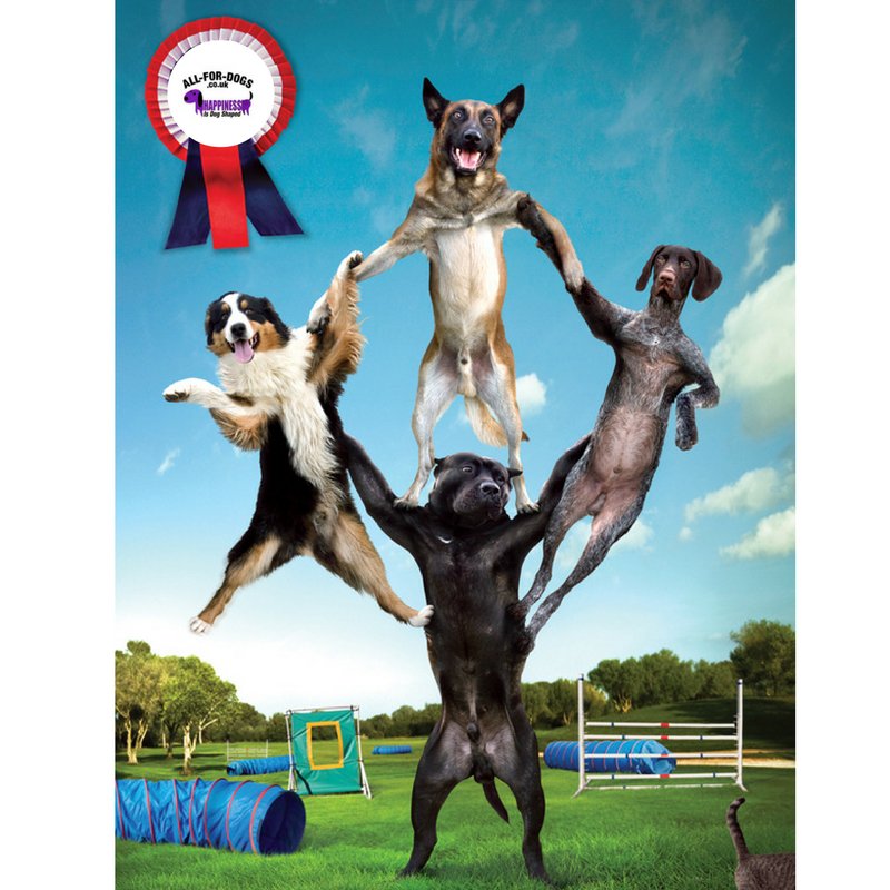 AllfordogsDerby's tweet image. Next avail beginners #dog #obedience class, Mon 17th Oct, 6 wk course £72, dogs 16wks+ book in now #dogtraining