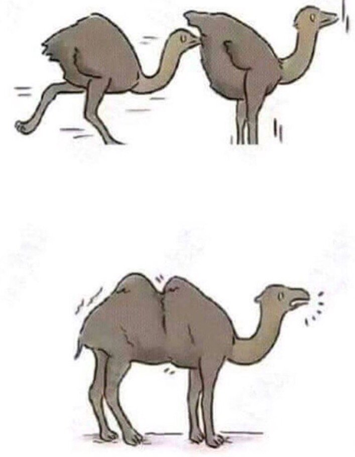 L'origine des chameaux 😂